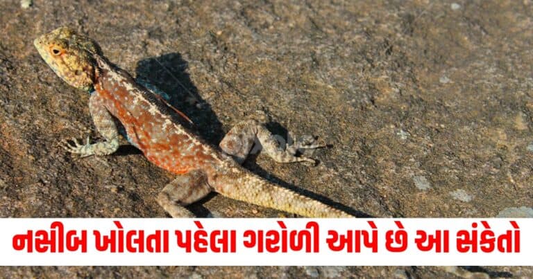 ગરોળીના શુભ સંકેત : પોતાનું નસીબ ખોલતા પહેલા ગરોળી આપે છે આ સંકેતો