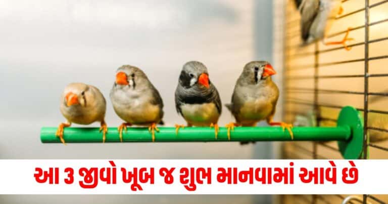 Lucky Pet, Latest religious update, live religious news, today’s religious update, religious news, religious headline, current religious update, today’s live religious update, religious news, religious update Gujarat, india