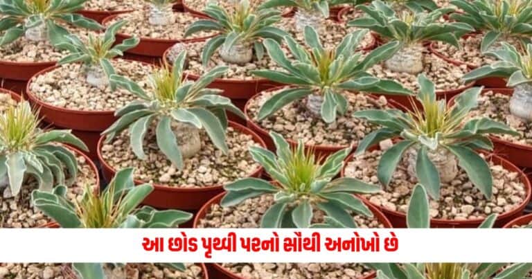 Unique Plant : આ છોડ પૃથ્વી પરનો સૌથી અનોખો છે