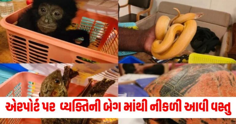 National News: એરપોર્ટ પર વ્યક્તિની બેગ માંથી નીકળી આવી વસ્તુ, જોતાજ અધિકારીઓ ચોંકી ગયા.