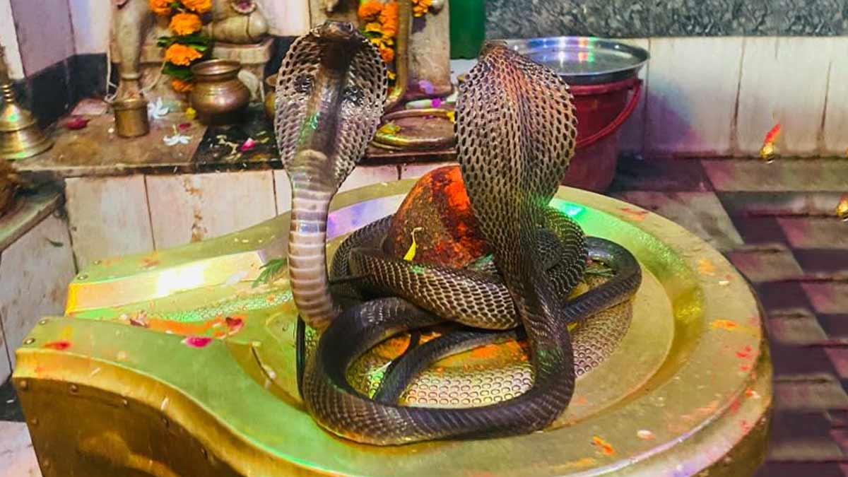 Nag Panchami: તમે કાલસર્પ દોષથી પરેશાન છો, આ નાગપંચમીએ કરો આ ખાસ ઉપાય જલ્દી મળશે રાહત