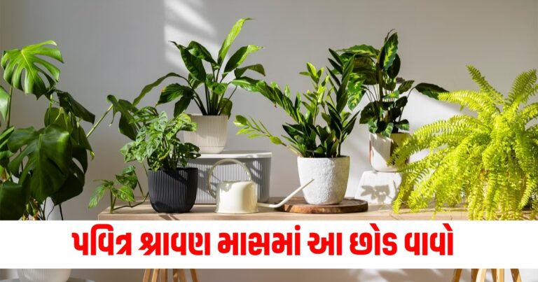 : Religion News, Religion News In Gujarati, Religion Gujarati News, Latest Religion News, Latest Religion News In Gujarati, Religion Samachar, Religion News Today, Religion News in Gujarati, Latest Religion Samachar, ધર્મ સમાચાર, ધર્મ ન્યૂઝ, Religious Headline, Religious Live News, Today’s Religious Update, current Religious News In Shantishram, Religious Update, Religious News, Shantishram, religious Astrology Updates, Live Religious Astrology News,