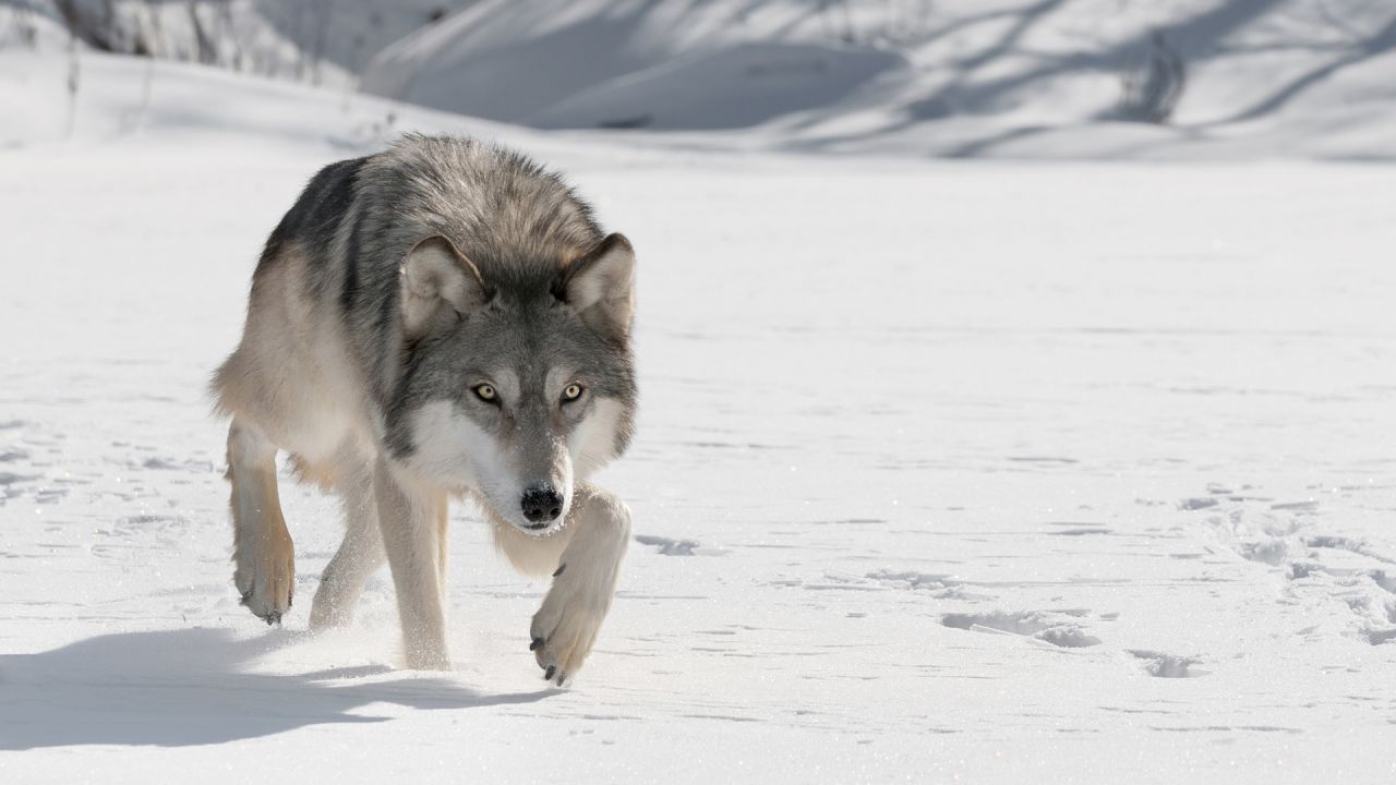 Wolf Attack on Human : આ બાબતમાં સિંહ કરતાં વરુ આગળ છે, આ સ્વાભિમાની પ્રાણીના અગણિત રહસ્યો જાણો