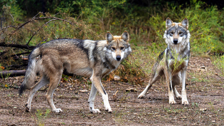 Wolf Attack on Human : આ બાબતમાં સિંહ કરતાં વરુ આગળ છે, આ સ્વાભિમાની પ્રાણીના અગણિત રહસ્યો જાણો