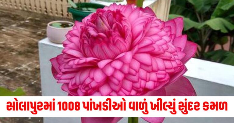 સોલાપુરમાં 1008 પાંખડીઓ વાળું ખીલ્યું સુંદર કમળ, જાણો શું છે તેની ખાસિયત.