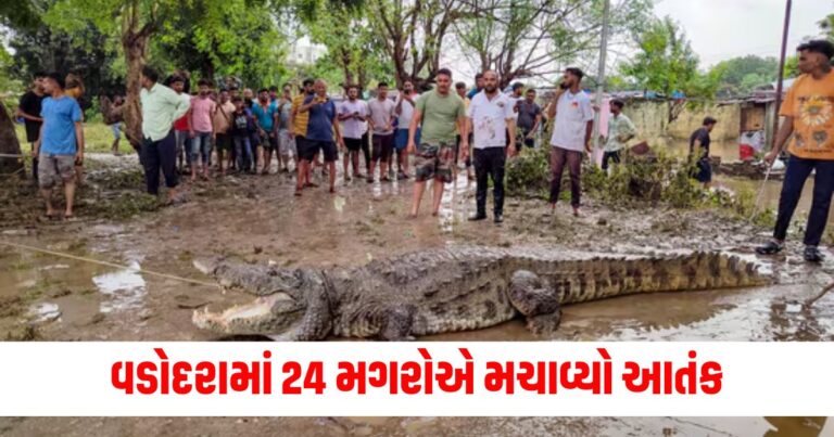 Gujarat News, Vadodara Rains Update, Crocodile Spotted On Vadodara Rooftop,