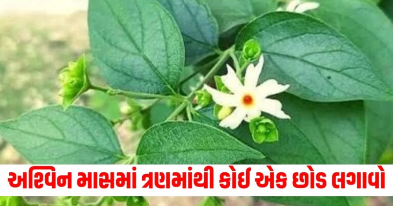 અશ્વિન માસમાં ત્રણમાંથી કોઈ એક છોડ લગાવો, આર્થિક સંકટ દૂર થશે