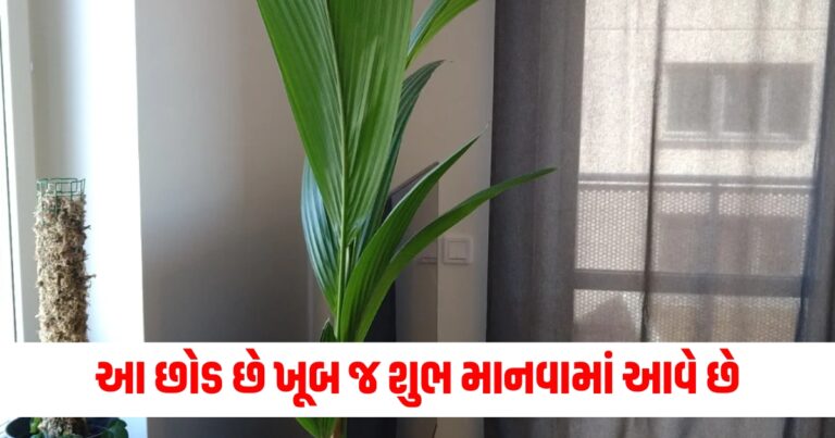 top vastu news in gujarati,  vastu tips on tree, vastusastra, latest news in gujarati