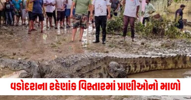 Gujarat, Heavy rainfall, Vadodara Rains Update, Crocodile Spotted On Vadodara Rooftop,