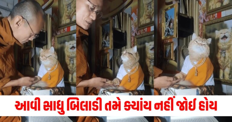 mhisa maya, latest news in gujarati, top news in gujarati,ajab gajab news ,