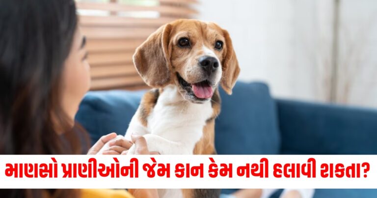 માણસો પ્રાણીઓની જેમ કાન કેમ નથી હલાવી શકતા? આ કારણ તમને નહીં ખબર હોઈ