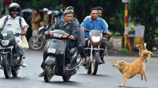 વાહનોની પાછળ શા માટે ભાગે છે કુતરાઓ, શું છે તેની પાછળનું કારણ