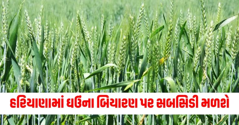 હરિયાણા, Haryana Govt, Wheat Seed, Wheat Seed Rs 1000 Subsidy, Shyam Singh Rana