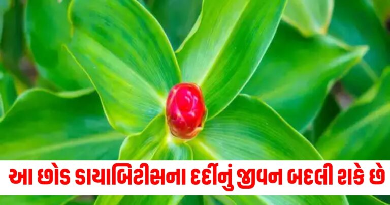 ડાયાબિટીસ, Insulin plant, Plant, Leaves are simple, alternate,