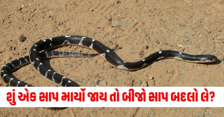 સાપ, offbeat news,