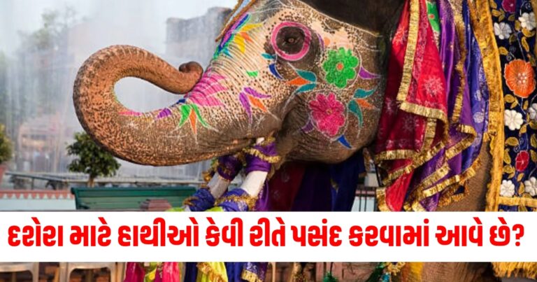 મૈસુર દશેરા, diwali Special, Mysore Dussehra, elephants Special training,