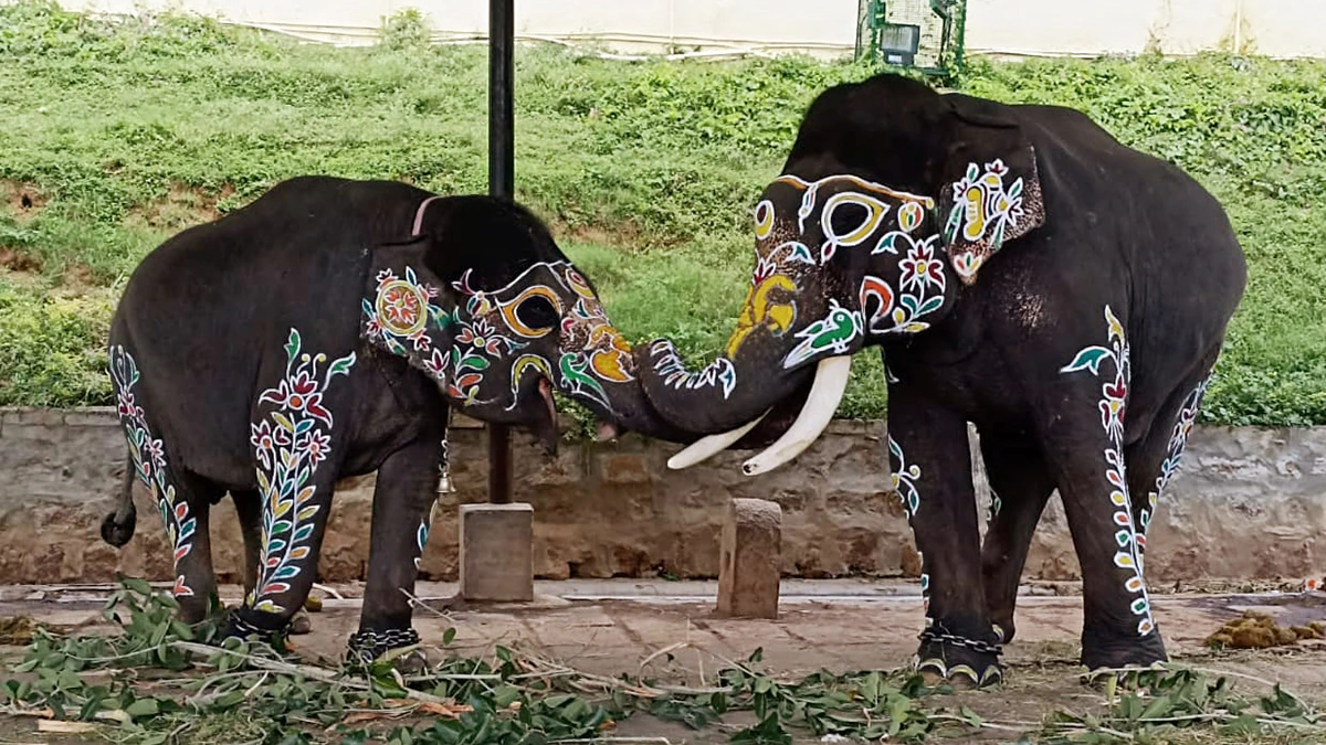 મૈસુર દશેરા માટે હાથીઓ કેવી રીતે પસંદ કરવામાં આવે છે? જાણો અહીં