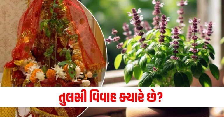 તુલસી વિવાહ ક્યારે છે? જાણો પૂજાનો શુભ સમય