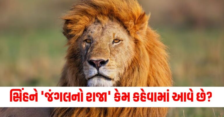 સિંહને 'જંગલનો રાજા' કેમ કહેવામાં આવે છે? શું આની પાછળ કોઈ વૈજ્ઞાનિક કારણ છે