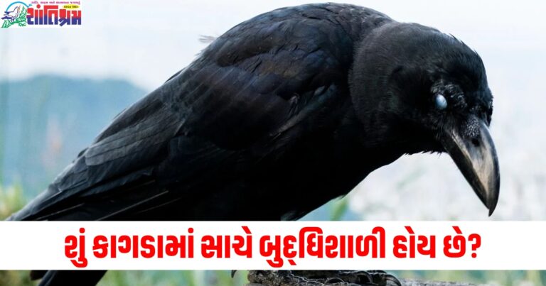 શું વાર્તાઓની જેમ કાગડામાં સાચે બુદ્ધિશાળી હોય છે? જાણો શું કહે છે વિજ્ઞાન