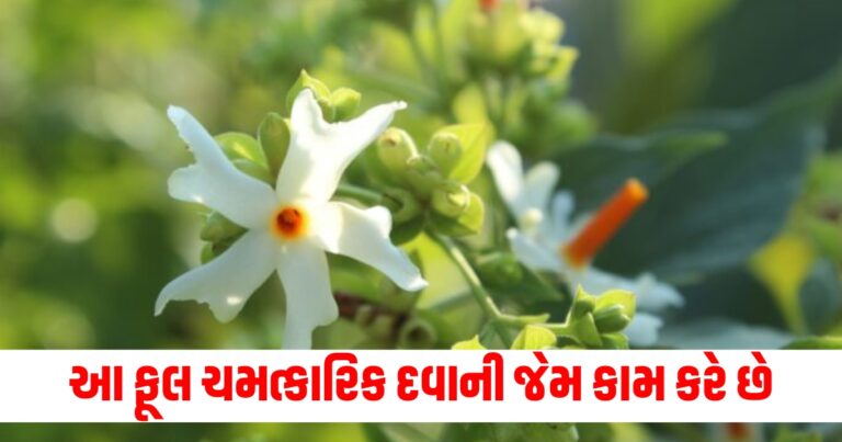 ફૂલ (Flower), ચમત્કારિક (Miraculous), દવાની જેમ (Like medicine), ઉકાળો (Decoction), રોગોને અલવિદા (Bid farewell to diseases),