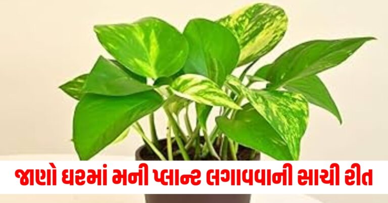 Money plant vastu tips, Vastu for wealth, Correct way to grow money plant, Vastu guidelines for prosperity, Wealth feng shui plants, Vastu and financial growth, Lucky plant placement,