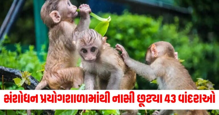 સંશોધન પ્રયોગશાળામાંથી નાસી છૂટ્યા 43 વાંદરાઓ, પોલીસે એલર્ટ જાહેર કર્યું