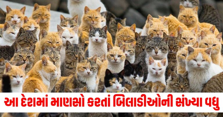 બિલાડીઓ (Cats), માણસો (Humans), સંખ્યા (Population/Number), દેશ (Country), નજારો (Scenery), વિશેષતા (Special feature), પ્રેમ (Love), જંગલ (Wildlife), સાંસ્કૃતિક (Cultural), કેટિંગ (Cat culture),