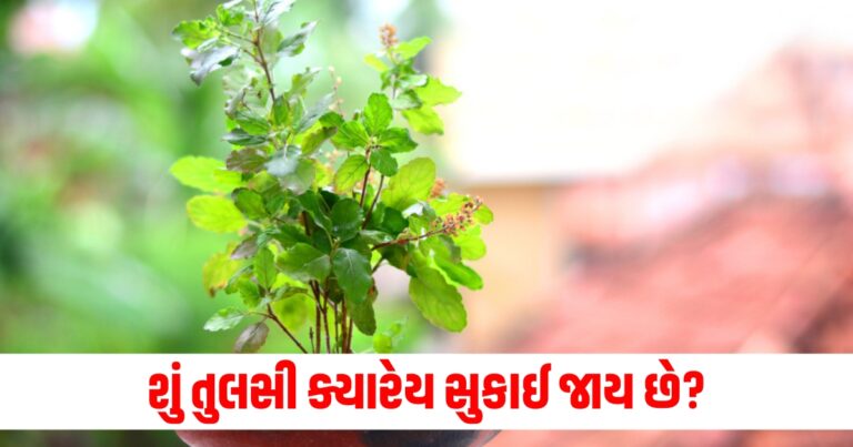 તુલસી (Basil), સુકાઈ જવું (Drying out), સંકેત (Signs), પત્તા (Leaves), ભૂરા પત્તા (Brown leaves), કચુંબી (Withering), ફુલવાયા પાંદડા (Drooping leaves), પાણી (Water), અવિરત સુરક્ષામાં (Continuous care),