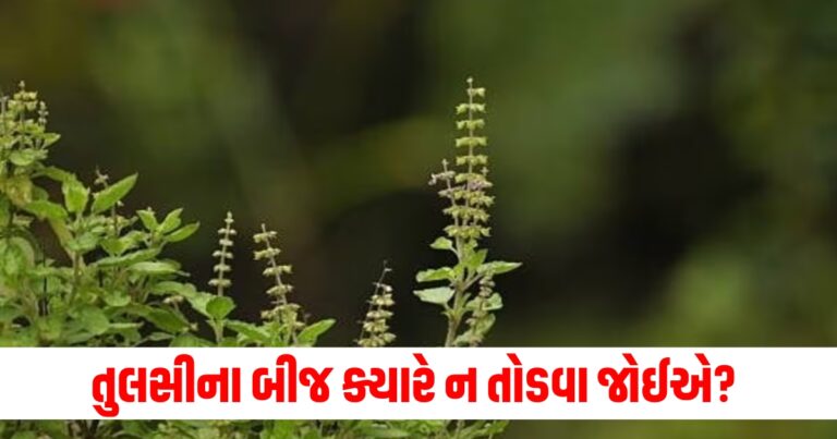 તુલસી (Tulsi), બીજ (Seeds), તોડવા (Break), શ્રેષ્ઠ સમય (Best Time), જળ (Water), ચઢાવવો (Offer),