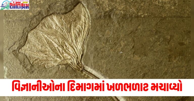 New Research (નવા સંશોધન), Scientists (વિજ્ઞાનીઓ), Stir (ખળભળાટ મચાવ્યો), Millions of Years Old Flowers (લાખો વર્ષ જૂના ફૂલો), Unsolved Mystery (અસમર્થતા),