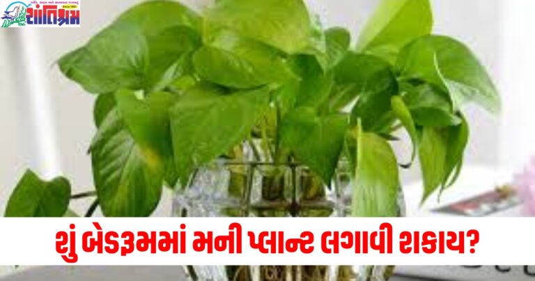 શું બેડરૂમમાં મની પ્લાન્ટ લગાવી શકાય? વાસ્તુના નિયમો જાણો