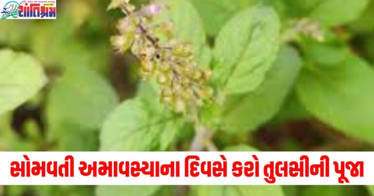 સોમવતી અમાવસ્યાના દિવસે આ પદ્ધતિથી કરો તુલસીની પૂજા, નવા વર્ષમાં ધનની કમી નહીં રહે.