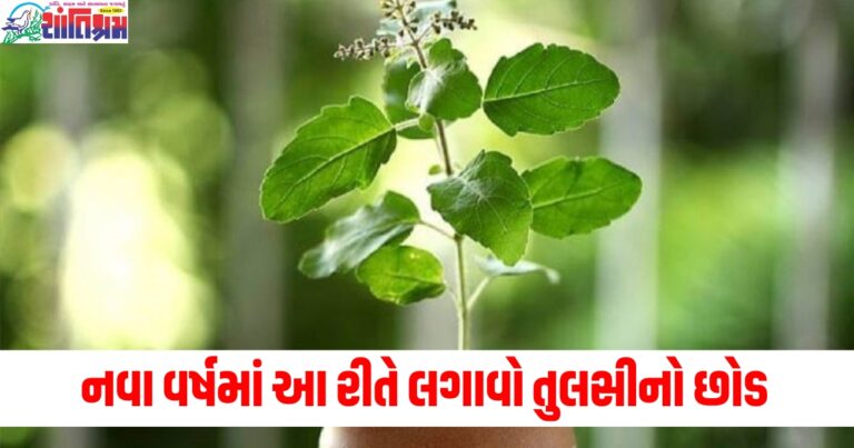 નવા વર્ષમાં આ રીતે લગાવો તુલસીનો છોડ, શરૂઆતથી જ રહેશે આશીર્વાદ