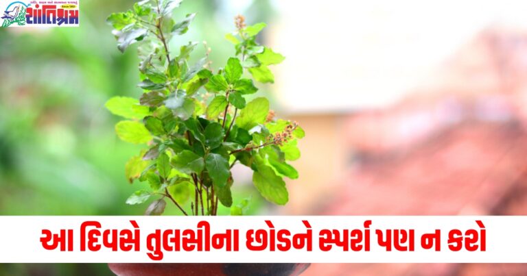 આ દિવસે તુલસીના છોડને સ્પર્શ પણ ન કરો, નહીં તો તમે સુખ અને સમૃદ્ધિ માટે ઝંખશો