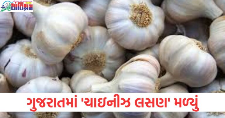 ગુજરાતમાં 2 હજાર કિલો 'ચાઇનીઝ લસણ' મળ્યું, શું તે તમારા રસોડા સુધી તો નથી પહોંચ્યું ને