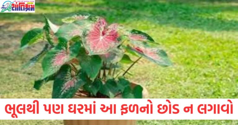 ભૂલથી પણ ઘરમાં આ ફળનો છોડ ન લગાવો, નહીંતર ધનની દેવી ગુસ્સે થશે