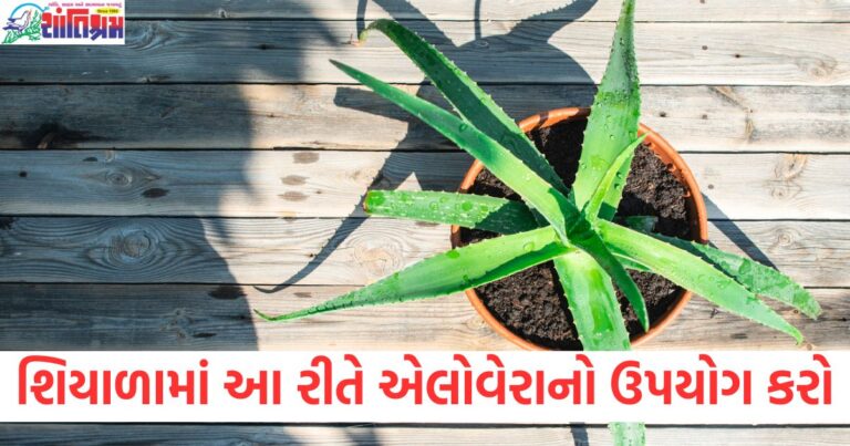 શિયાળો, (Winter), એલોવેરા ,(Aloe Vera), ઉપયોગ,(Use), સ્વાસ્થ્ય, (Health), ફાયદા, (Benefits),