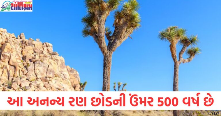 રણ છોડ 500 વર્ષ ઉંમર, અનન્ય રણ છોડનું નામ, બાઇબલ સાથે સંબંધિત રણ છોડ, 500 વર્ષ જૂના છોડના આશ્ચર્ય, વિશ્વના સૌથી જૂના રણ છોડ,