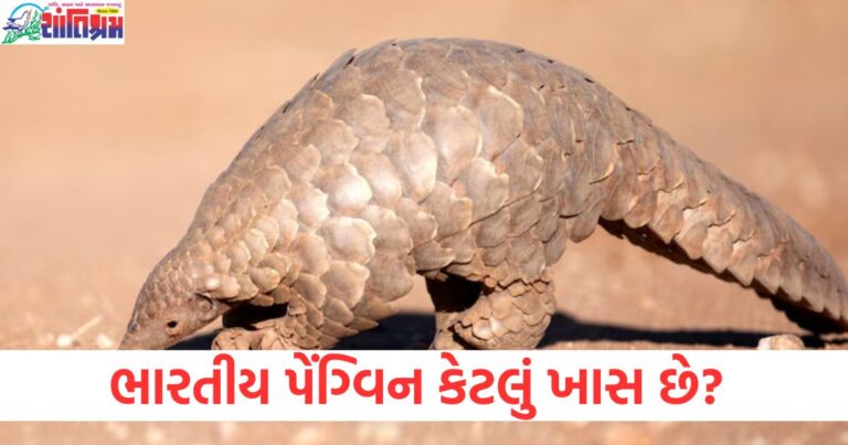 ભારતીય પેંગ્વિન કેટલું ખાસ છે? જેને તાજેતરમાં ભારતીય સેના દ્વારા બચાવી લેવામાં આવ્યું