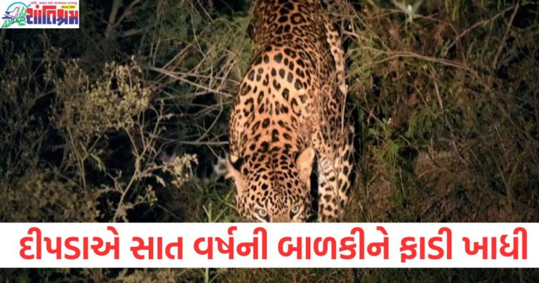 અમરેલી, દીપડો, સાત વર્ષની બાળકી, ફાડી ખાધી, વન વિભાગ,