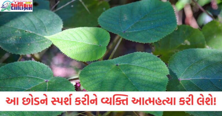 ઝેરી છોડ, આંતઃહત્યા, સ્પર્શ કરવાથી ઝેરી અસર, દુનિયાનો સૌથી ઝેરી છોડ, અસાધારણ ઝેરી પૌધો,