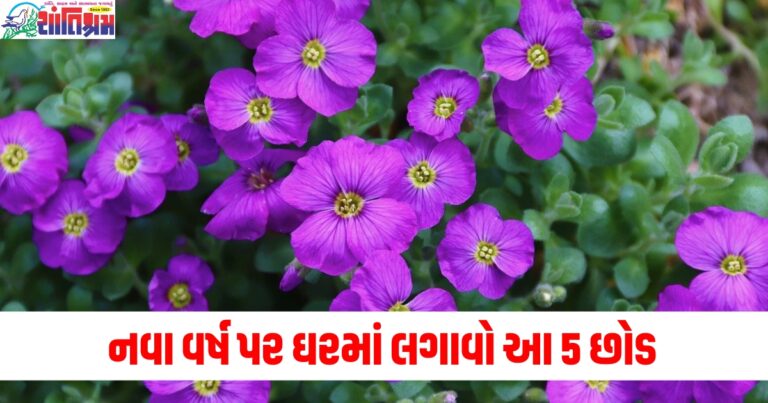 નવા વર્ષ પર ઘરમાં લગાવો આ 5 છોડ, તમારા ઘરમાં સુખ-સમૃદ્ધિ આવશે.