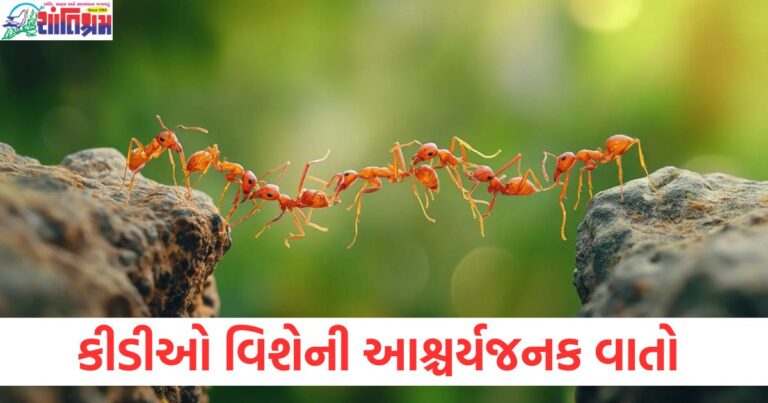 કીડીઓ, આશ્ચર્યજનક માહિતી, વિશ્વાસ કરવો મુંહકિન, કીડીઓના વાસ્તવિકતા,