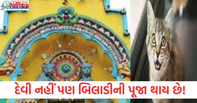 બિલાડીની પૂજા વિશે જ્ઞાન અને મહત્ત્વ, બિલાડીની પૂજા કેમ અને ક્યાં થાય છે?, બિલાડીની પૂજા કરવાથી શું ફાયદા થાય છે?, શાસ્ત્ર મુજબ બિલાડીની પૂજા અને તેનું અર્થ, જાણો બિલાડીની પૂજાની ખાસિયત અને પરંપરા,