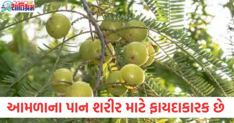 આમળાના પાનથી શરીર માટે ફાયદા અને ડિટોક્સ કેવી રીતે કરવું, આમળાના પાનના ફાયદા અને શરીર ડિટોક્સ માટે ક્યારે ખાવું, આમળાના પાન ચાવવાથી શરીરના ફાયદા અને ડિટોક્સનો સમય, આમળાના પાનને ડિટોક્સ માટે ક્યારે અને કેમ ખાવું જોઈએ?, આમળાના પાન સાથે શરીર ડિટોક્સ કેવી રીતે કરવામાં આવે,