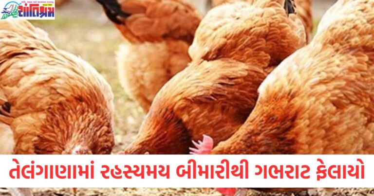 તેલંગાણામાં રહસ્યમય બીમારીથી ગભરાટ ફેલાયો, ત્રણ દિવસમાં અઢી હજાર મરઘાં અચાનક મૃત્યુ પામ્યા