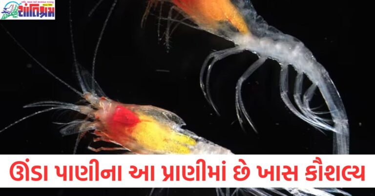 ઊંડા સમુદ્રમાં જીવતા પ્રાણીઓની વિશેષતાઓ, અંધારામાં જોતા સમુદ્રી પ્રાણીઓના રહસ્યો, પ્રકાશ વિના જોઈ શકતા ઊંડા પાણીના પ્રાણીઓ, સમુદ્રી પ્રાણીઓમાં પ્રકાશ વિના જોવાની ક્ષમતા, ઊંડા પાણીના પ્રાણીઓ કેમ અંધારામાં પણ જોઈ શકે?,