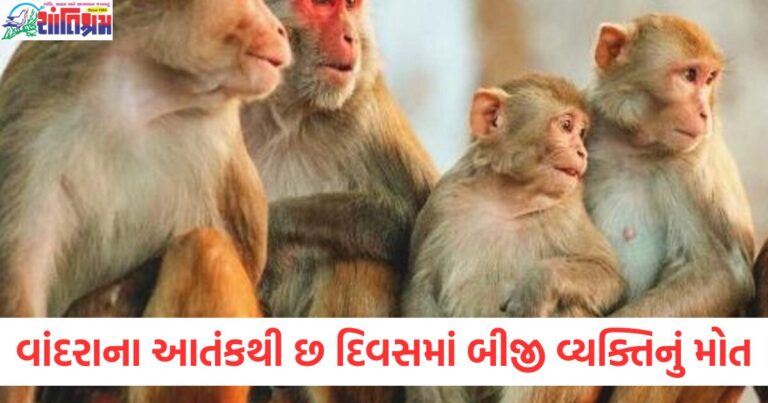 વાંદરાના આતંકથી છ દિવસમાં બીજી વ્યક્તિનું મોત, બીજા માળેથી કૂદી પડ્યો યુવક.