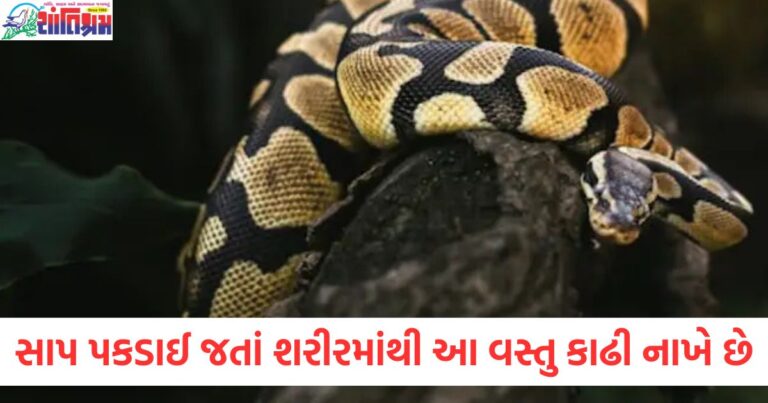 સાપ પકડાઈ જતાં પોતાના શરીરમાંથી આ વસ્તુ કાઢી નાખે છે, જવાબ જાણીને તમને નવાઈ લાગશે